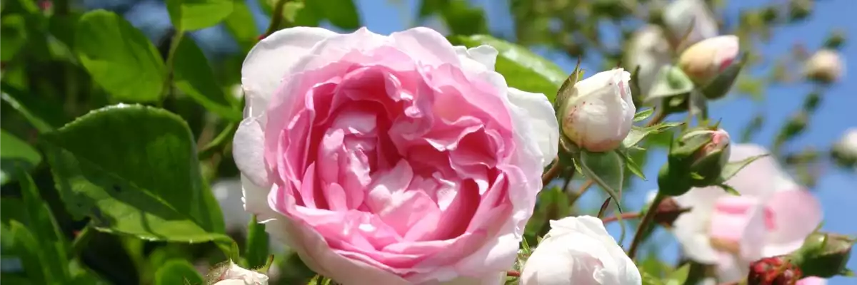 WER IST DIE SCHöNSTE IM LAND?