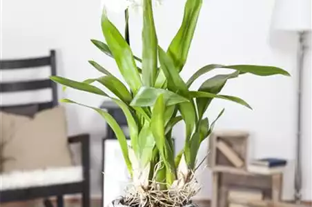 ORCHIDEEN - DIE KöNIGIN DER ZIMMERPFLANZEN