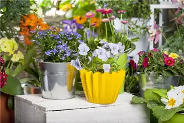 FRüHLING AUF DEM BALKON