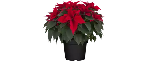 WIR LIEBEN KLASSISCHEN ADVENT WIR LIEBEN KLASSISCHEN ADVENT