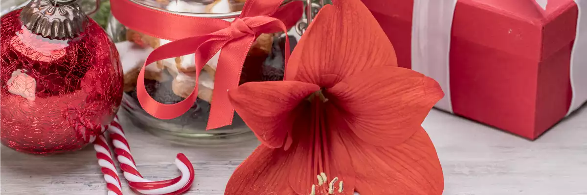 PRACHTVOLLE STERNE! DEKORATIONSWUNDER AMARYLLIS.