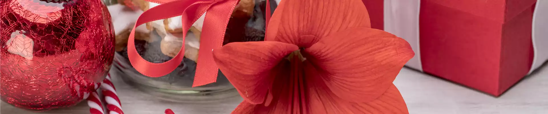 PRACHTVOLLE STERNE! DEKORATIONSWUNDER AMARYLLIS.
