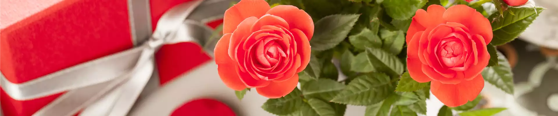 EINE BLUME SAGT MEHR ALS 1000 WORTE