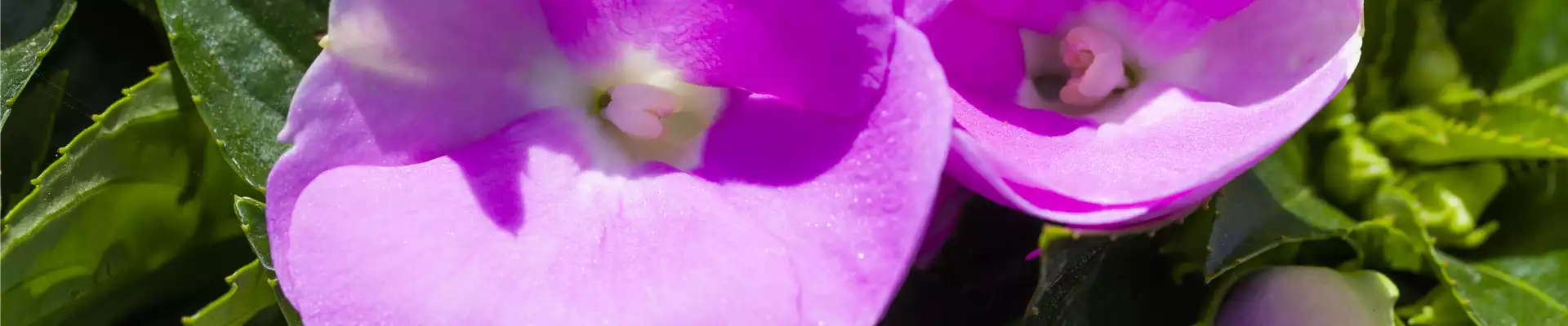 Edellieschen Impatiens Neuguinea