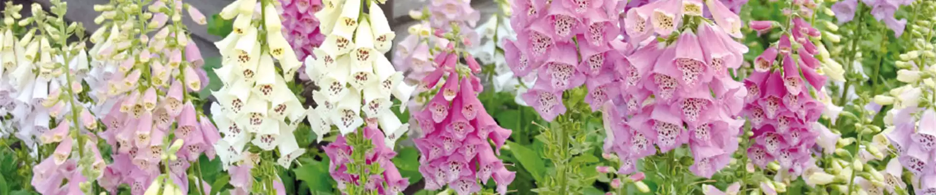 URLAUBSFLAIR FÜR ZUHAUSE. 