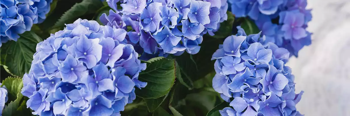 SOMMERZEIT IST HORTENSIENZEIT!