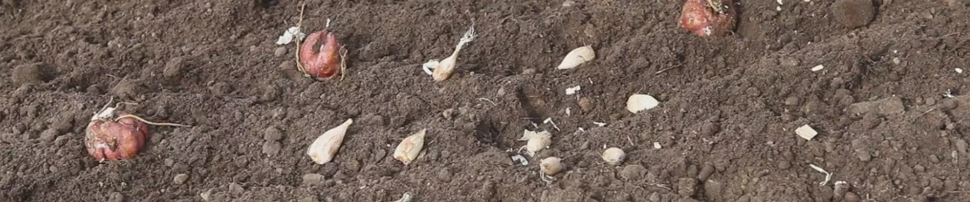 Blumenzwiebeln - Einpflanzen im Garten (thumbnail)