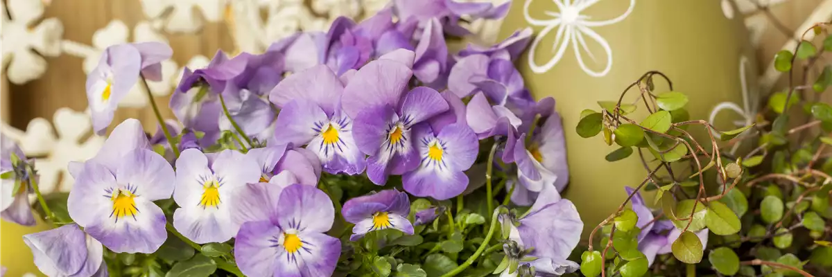 Viola cornuta