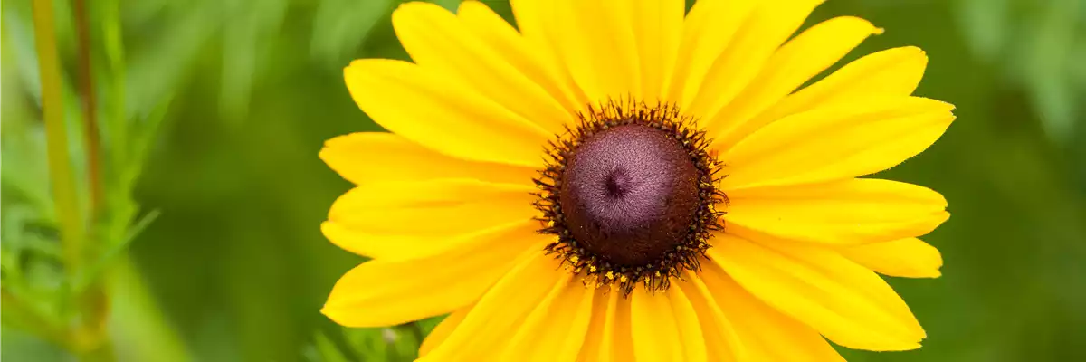 Sonnenhut Rudbeckia