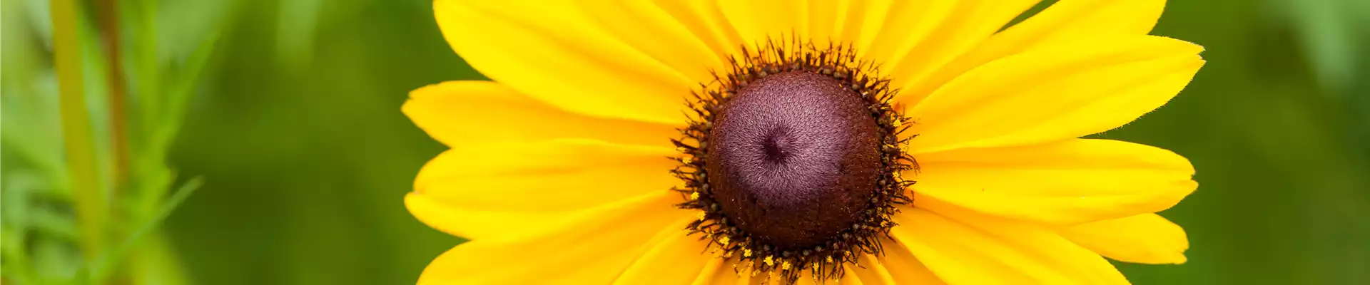 Sonnenhut Rudbeckia
