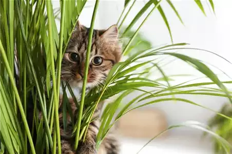 TIERFREUNDLICHE PFLANZEN FüR ALLE FELLNASEN!