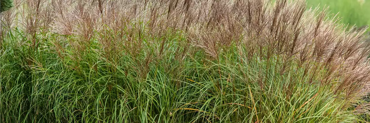 Chinaschilf Miscanthus sinensis 