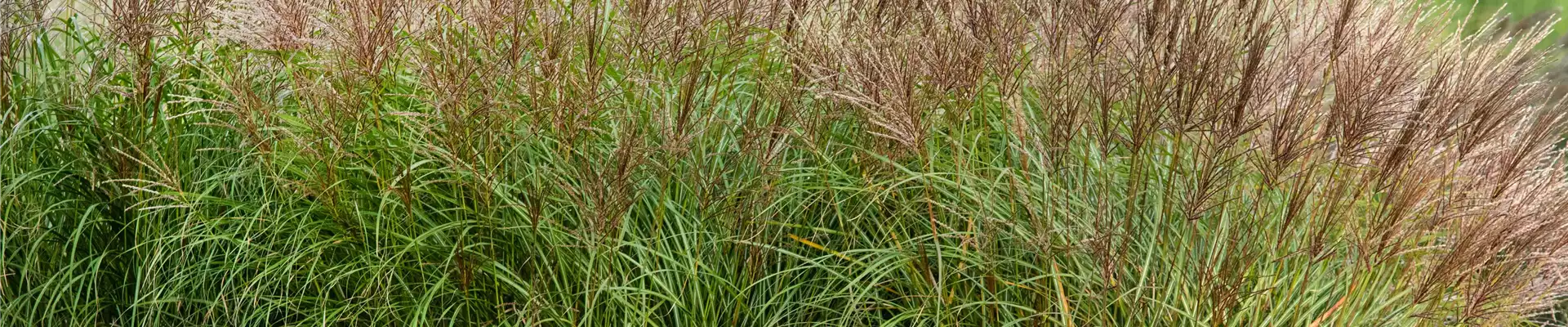 Chinaschilf Miscanthus sinensis 