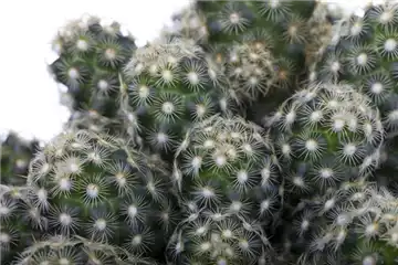 KAKTEEN & DER RICHTIGE STANDORT