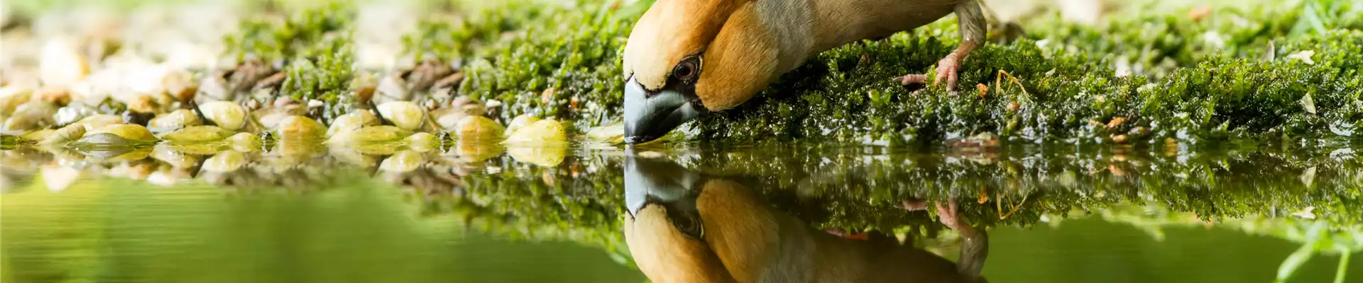 WILDTIERGARTEN!