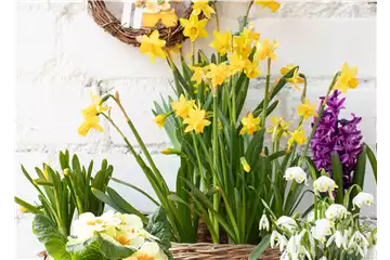 FRüHLINGSGEFüHLE AUS DER ZWIEBEL!