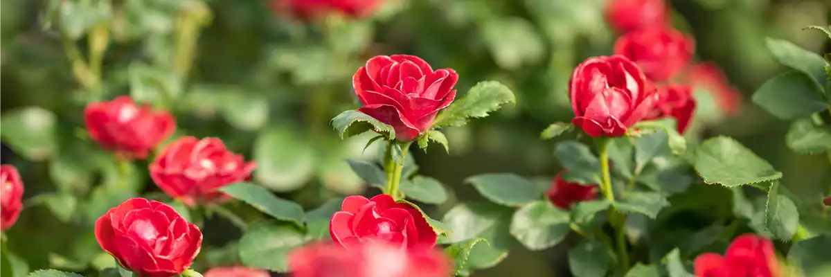Topfrose
