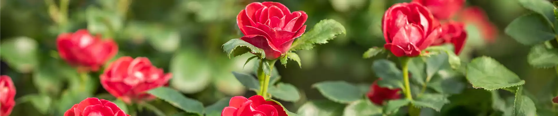 Topfrose