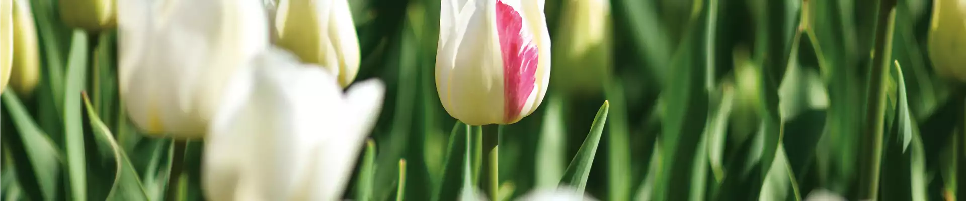 Tulpe