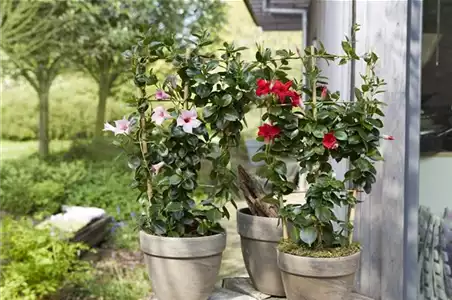 PFLANZE DES MONATS APRIL: DIPLADENIE