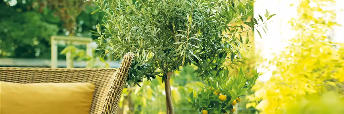 GARTEN DES SüDENS! 