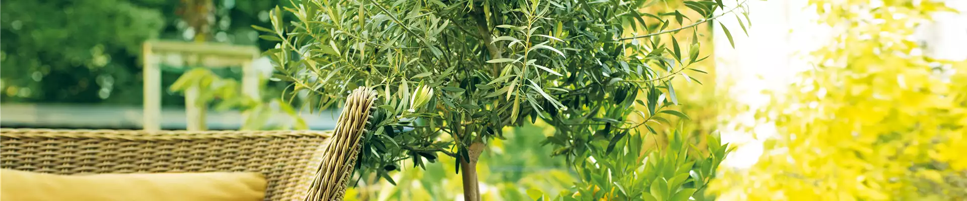GARTEN DES SüDENS! 