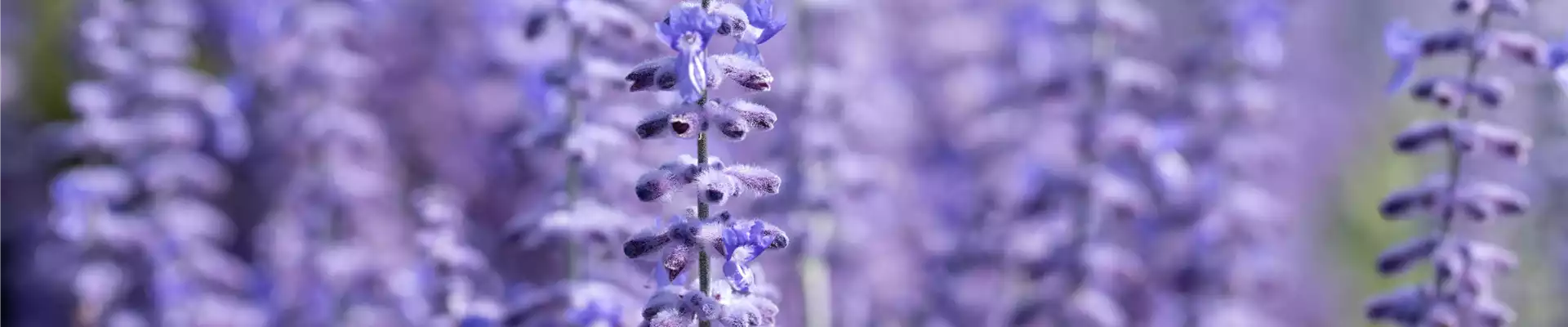 Blauraute
