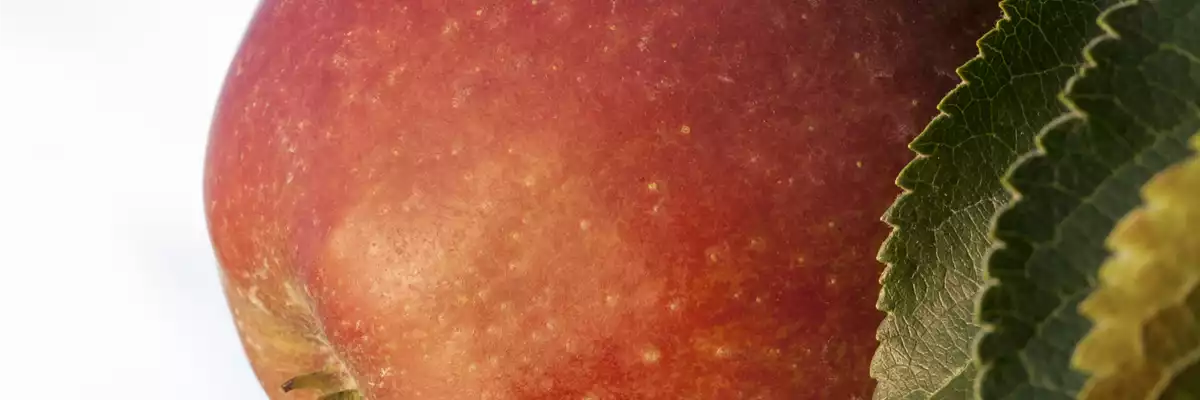 SOMMERSCHNITT FüR OBSTBäUME