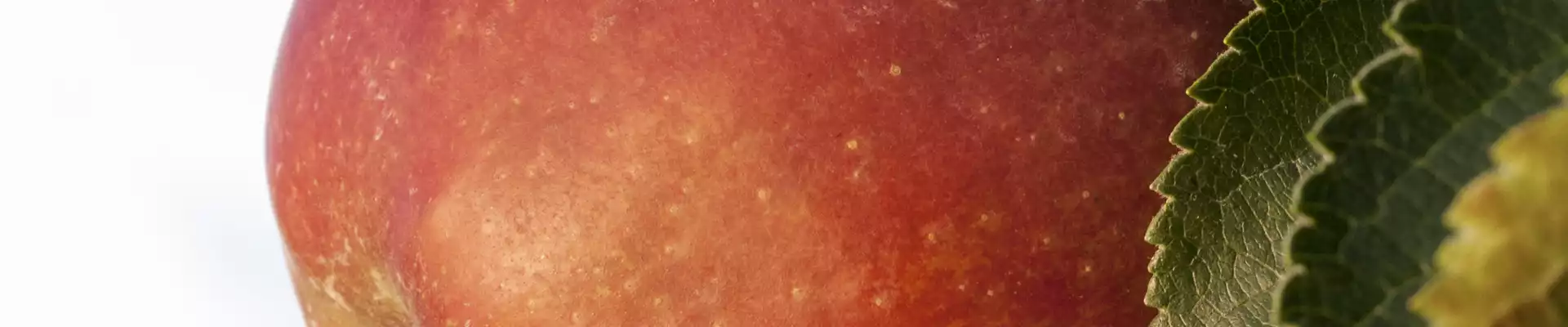 SOMMERSCHNITT FüR OBSTBäUME