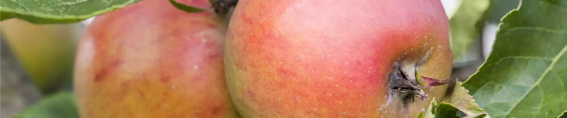 WIE GEHT... OBSTGEHöLZE PFLANZEN?