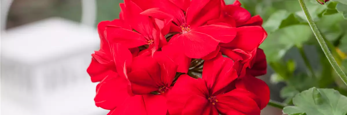 ROTE PFLANZIDEEN