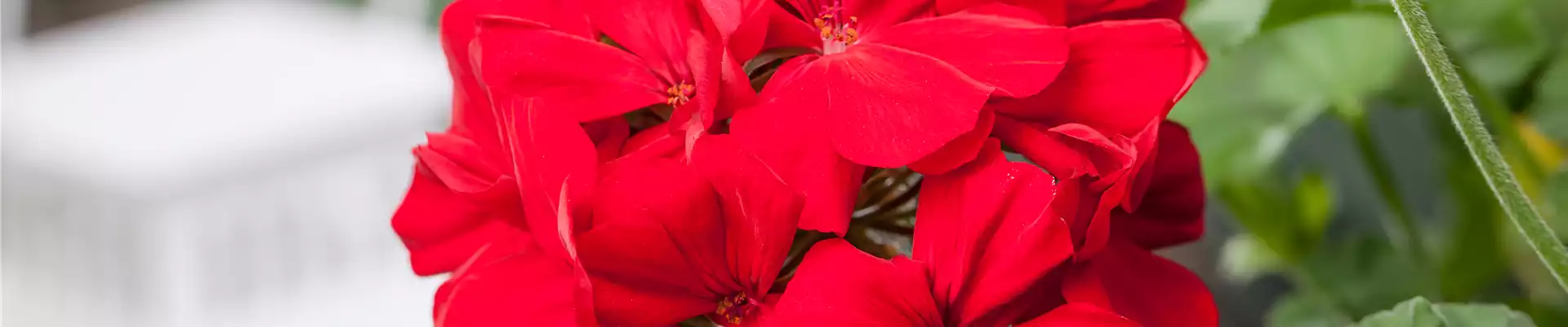 ROTE PFLANZIDEEN