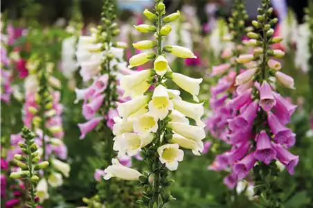 PFLANZE DES MONATS JUNI: FINGERHUT