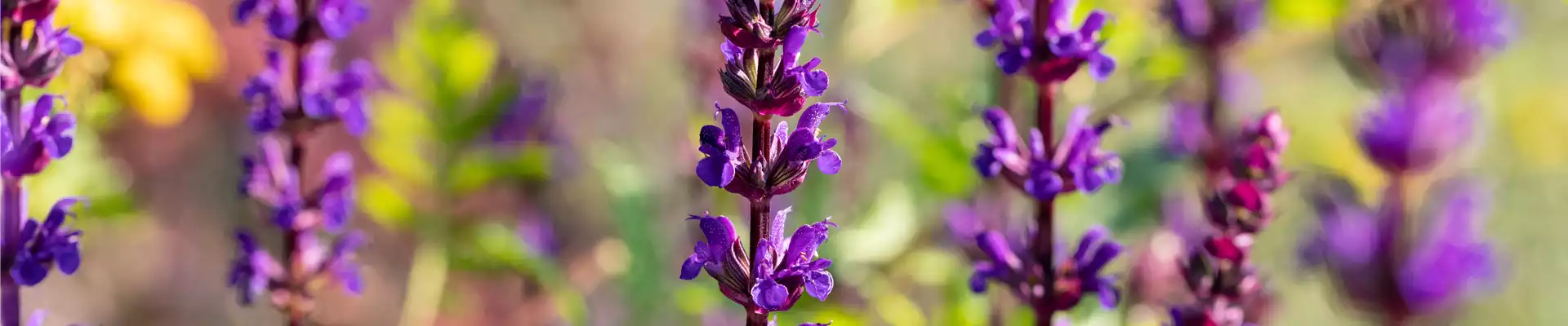 Steppensalbei