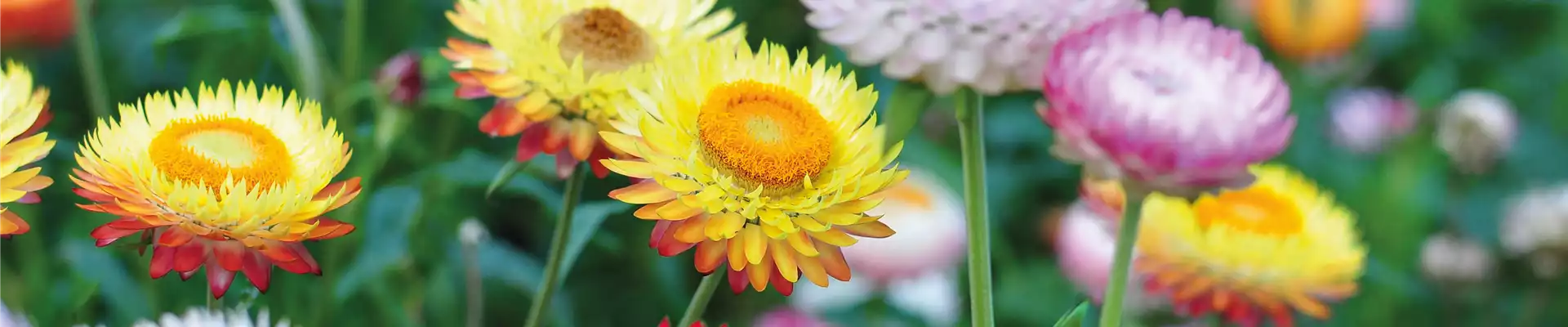 PFLANZE DES MONATS MAI: STROHBLUME