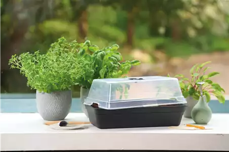 PLATZ DA AUF DER FENSTERBANK!