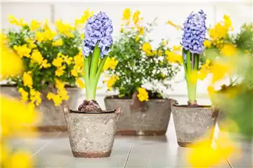 DER FRüHLING WIRD BUNT