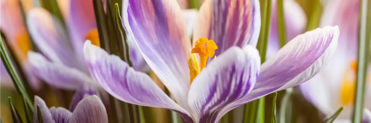 INSEKTENFREUNDLICHES FRüHJAHR!