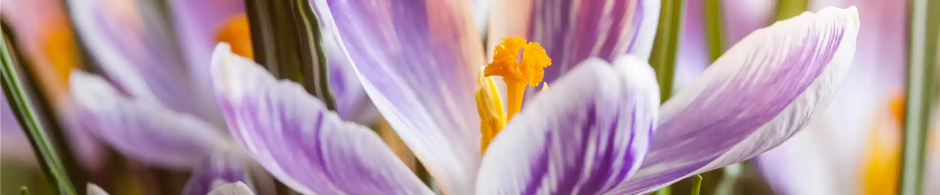 INSEKTENFREUNDLICHES FRüHJAHR!