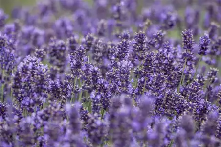 Lavendel