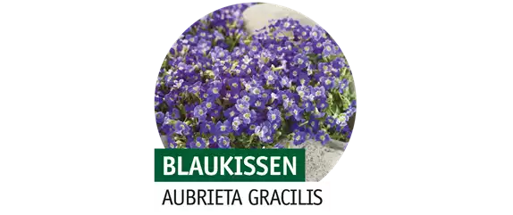 STAUDENVIELFALT! STAUDENVIELFALT!