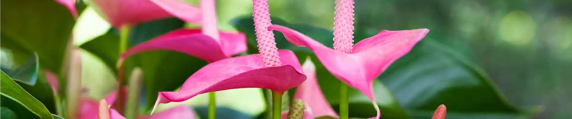 Anthurium x andreanum 'Pink Champion'