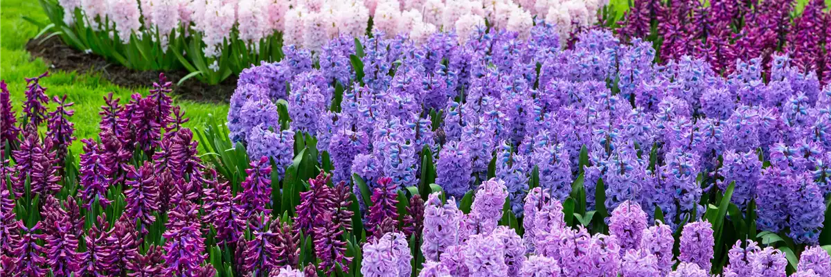 JETZT PFLANZEN, SPäTER STAUNEN!