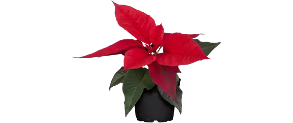 WEIHNACHTEN BEGINNT ZUHAUSE! WEIHNACHTEN BEGINNT ZUHAUSE!