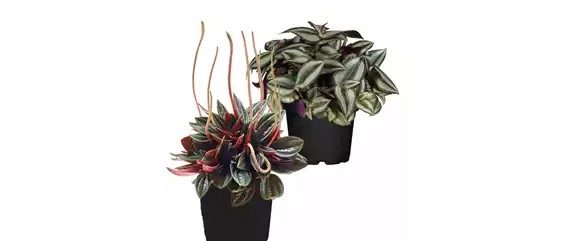 IM GLANZ DER ELEGANZ! IM GLANZ DER ELEGANZ!