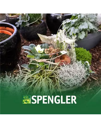 Allerheiligenschau in Dillingen