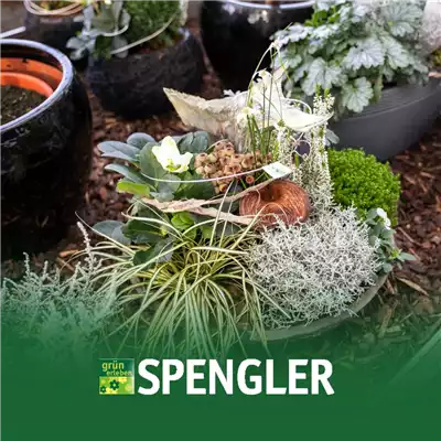 Allerheiligenschau in Dillingen