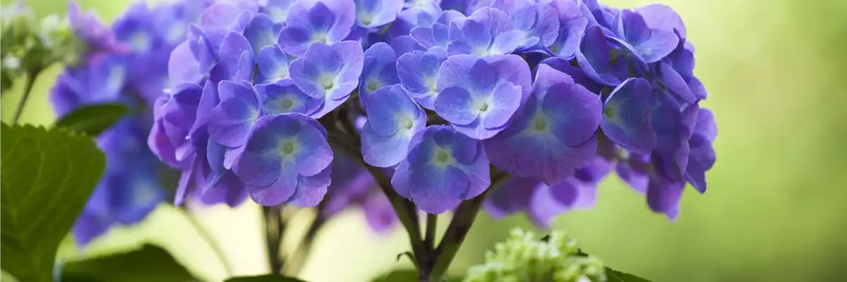 DIE HORTENSIE - DER SCHöNE GARTENKLASSIKER