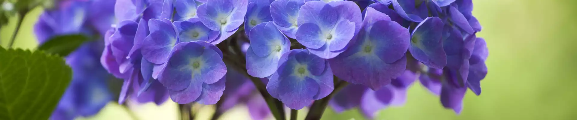 DIE HORTENSIE - DER SCHöNE GARTENKLASSIKER