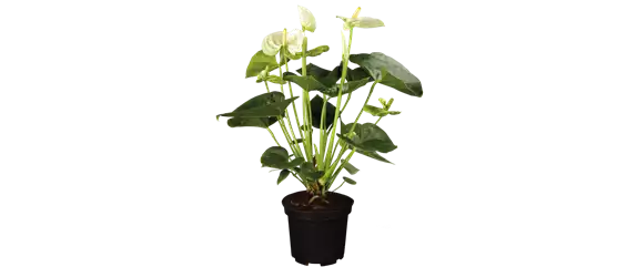 SCHöNE SCHLICHTHEIT! SCHöNE SCHLICHTHEIT!